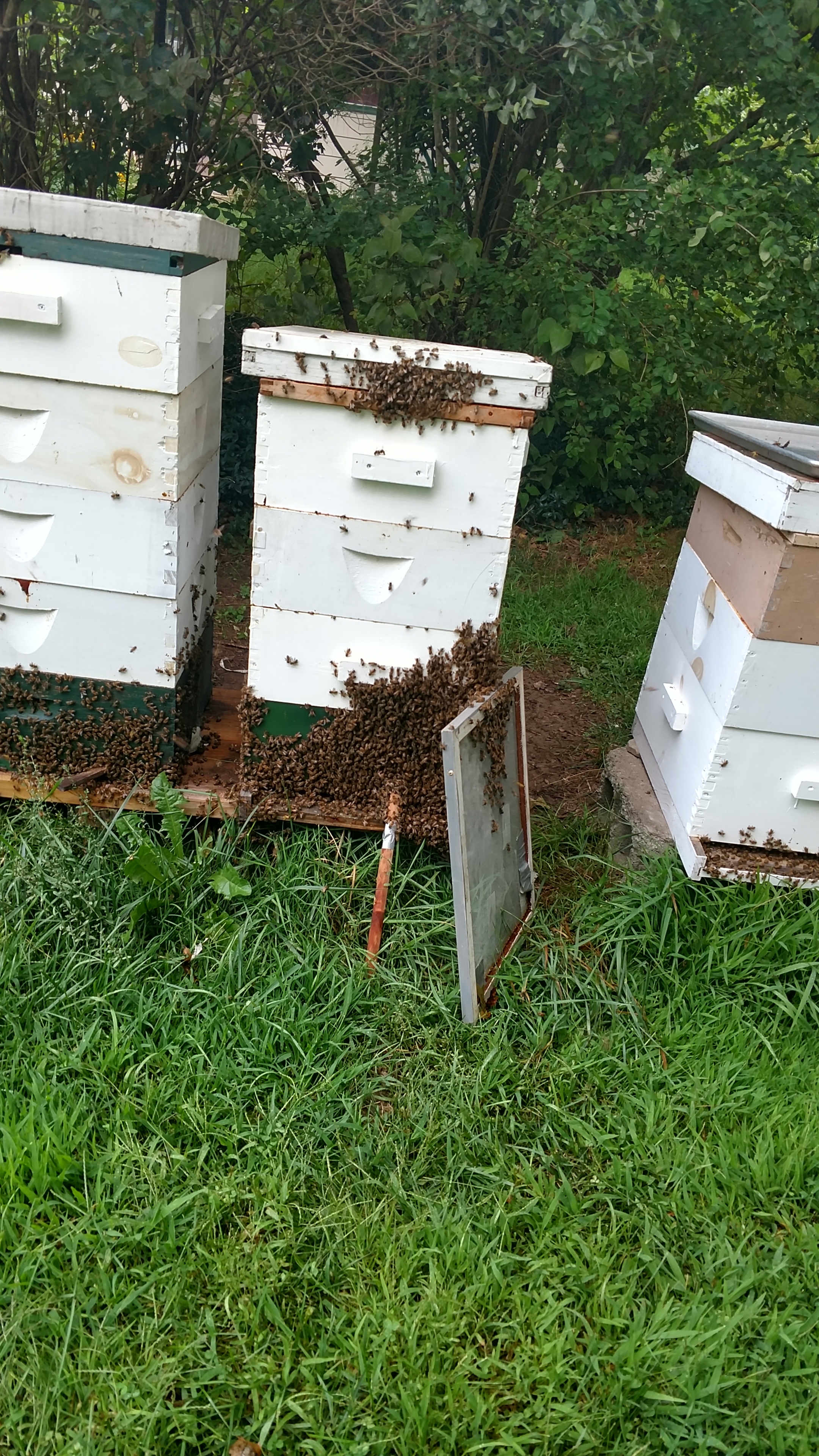 Church Bees