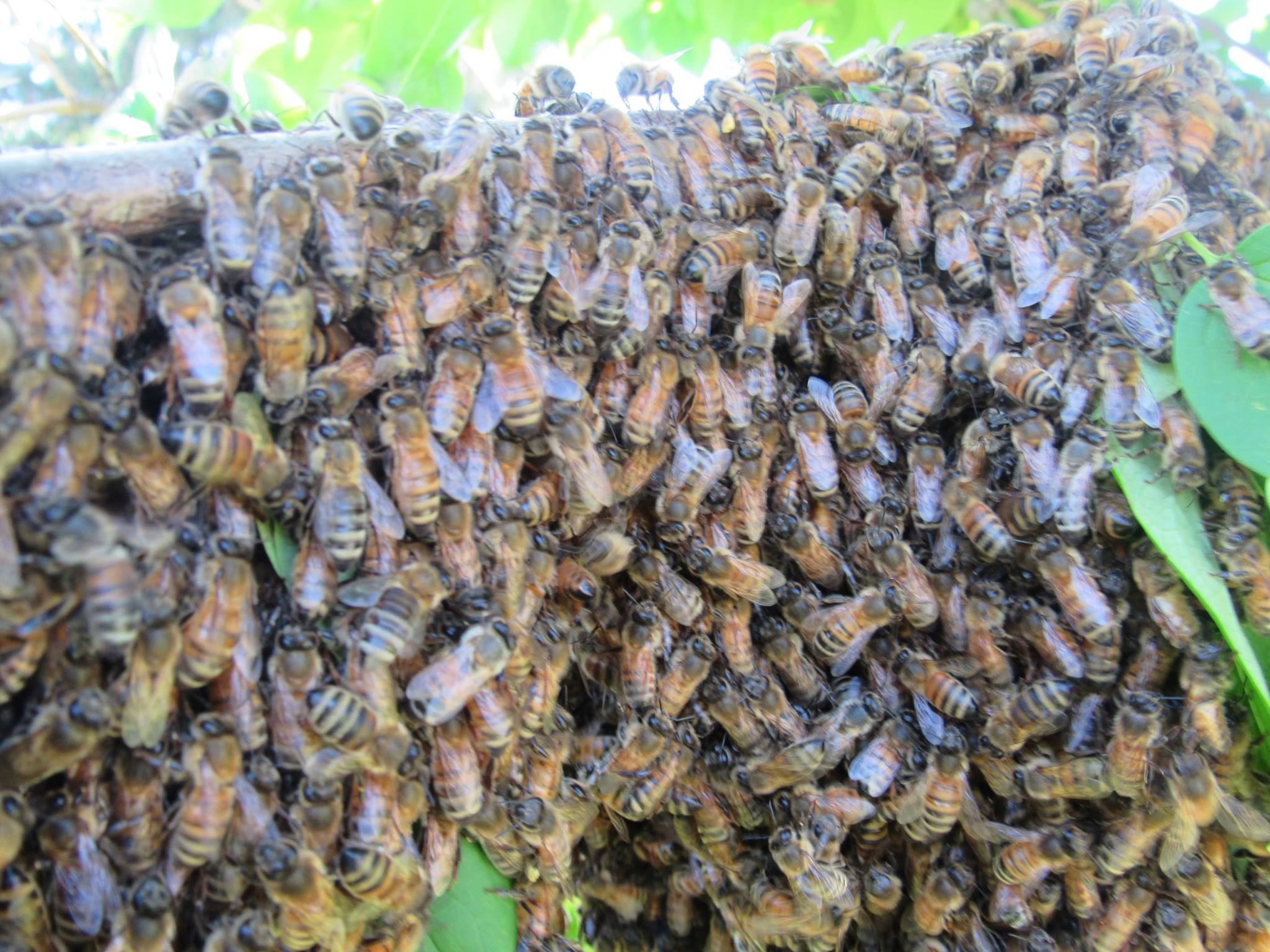 Swarms!